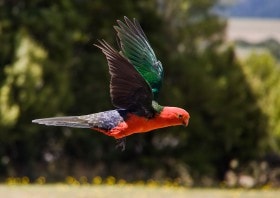 King Parrot (Alisterus scapularis), Queensland, Australia.