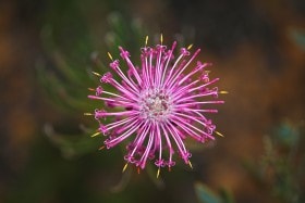 Rose Coneflower (isopogon formosus)Western Australia.