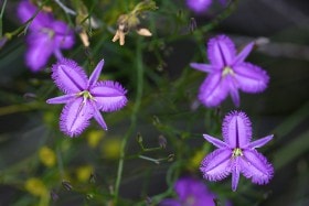 Fringe Lily (Thysanotus multiflorus) Western Australia.