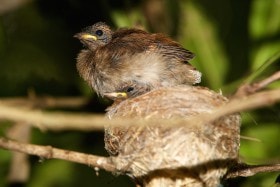 About to leave the nest. Rufous Fantail (Rhipidura rufifrons), Lamington NP, Australia.