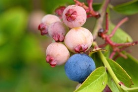 Ripe and unripe blue berries