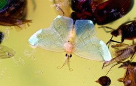 Blue Moth. This collection of insects was caught to protect blueberry crops in Hubei Province, China.