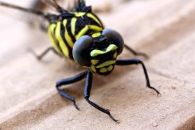Black and Yellow Dragonfly, South China.