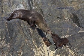 New Zealand Fur Seals, (Arctocephalus forsteri) Montague Island, NSW Australia.