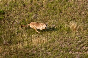 Coyote (Canis latrans) taken from the air, Badlands, South Dakota, USA.