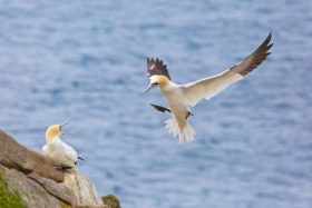 Gannets ((Morus bassanus), East coast, Ireland.