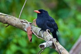 Black-fronted Nunbird (Monasa nigrifrons), Amazon rainforest, Peru.