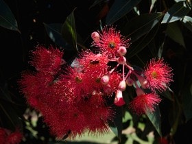 Flowering Gum (Corymbia ficifolia) Tasmania, Australia.