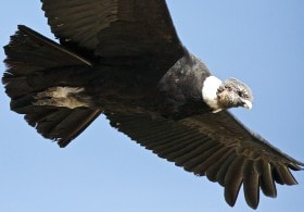 Andean Condor (Vultur gryphus), Colca Canyon, Peru.