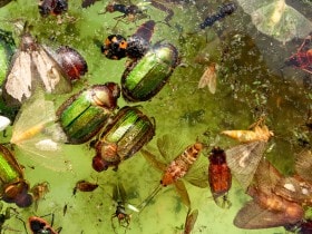 'Soup of Insects' This collection of insects was caught to protect blueberry crops in Hubei Province, China.