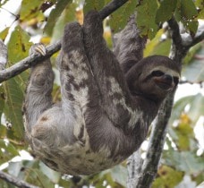 Sloth (Folivora). Amazon jungle, Peru, South America.