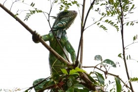 Green Iguana (Iguana iguana), Amazon rainforest, Peru.