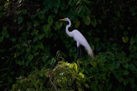 Great Egret (Ardea alba), Amazon rainforest, Peru.