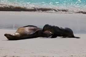 Galápagos Fur Seal (Arctocephalus galapagoensis), Galápagos Islands, Equador.