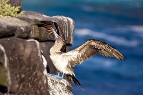 Blue-footed booby (Sula nebouxii), Galapagos Islands, Equador.