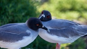 Swallow-Tailed Gull (Creagrus furcatus), Galápagos Islands, Equador.