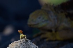 Land Iguana (Conolophus subcristatus) looks on at the tiny Lava Lizard (Microlophus albemarlensis), Galápagos Islands, Equador.