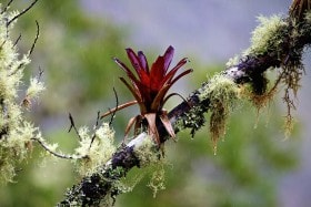 Bromeliad growing on a branch together with Spanish Moss (Tillandsia usneoides) and Lichen (disambiguation) Cloud Forest, Machu Picchu, Peru.